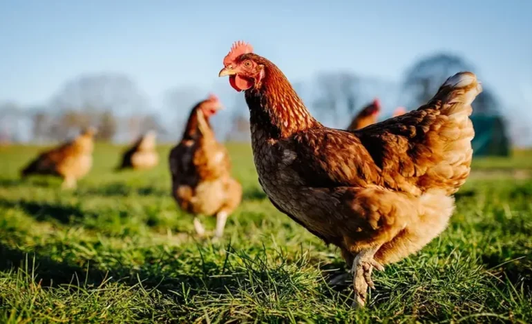 Organic Chicken Ordering Tips For Convenient And Reliable Product Selection