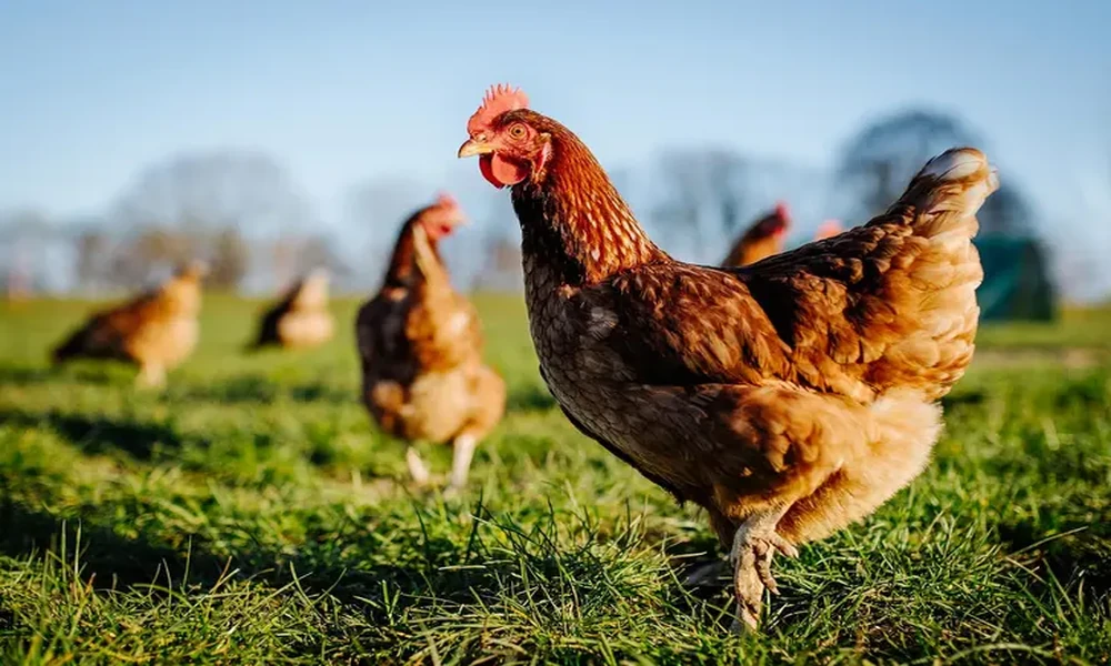 Organic Chicken Ordering Tips For Convenient And Reliable Product Selection